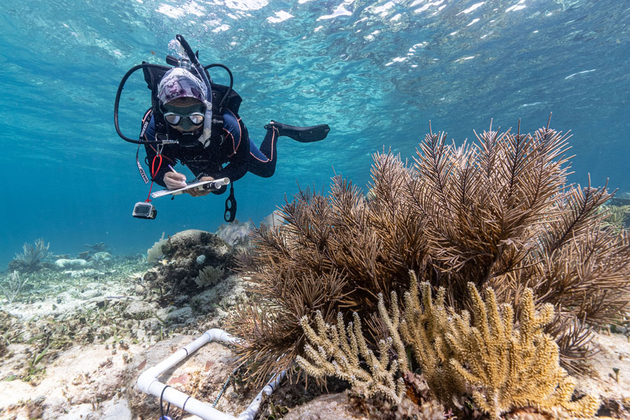 Coral Bleaching Awareness Month
